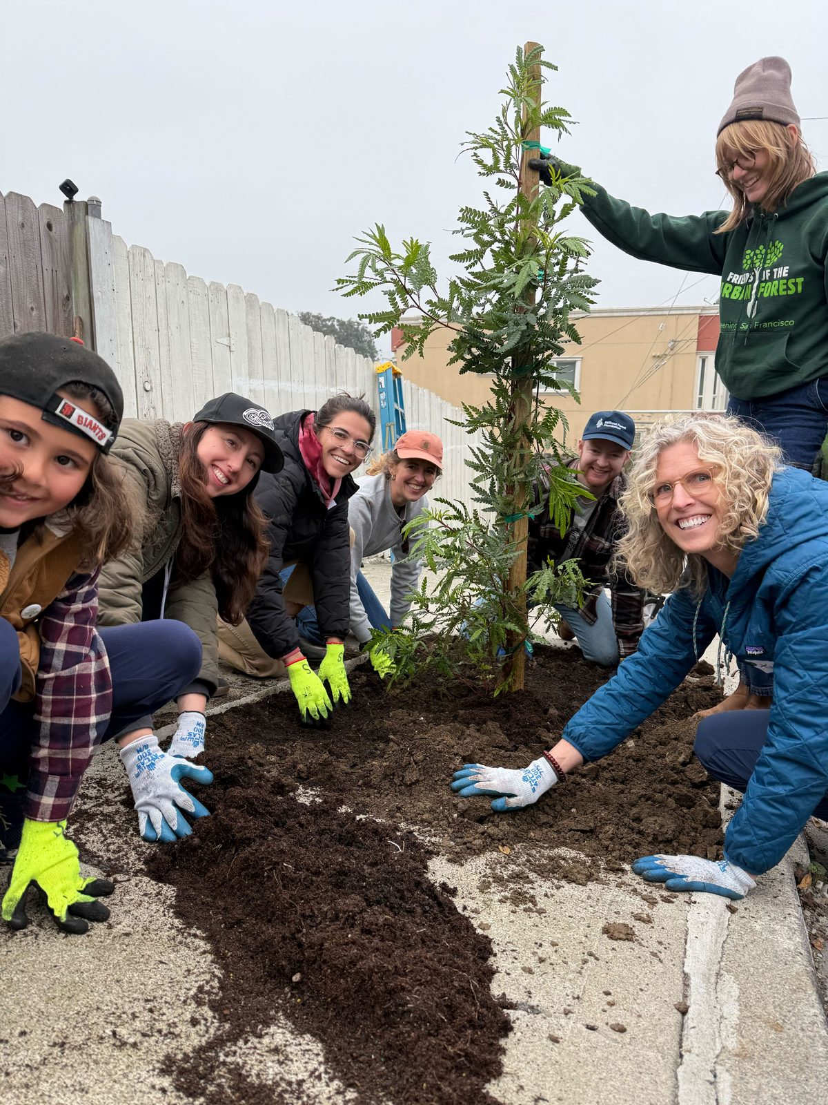 Volunteers kneeling on a San Francisco sidewalk planting a young street tree